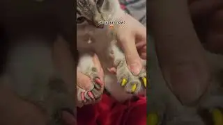 Cute & Functional! Cat Nail Caps &ndash; Protect Couches, Curtains & Skin Without Claw Trimming