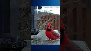 An Angry Hungry Cardinal Wants To Eat - #shorts
