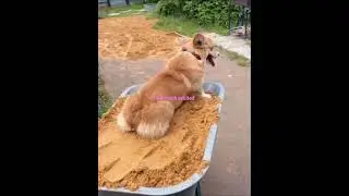 Dog excitement and digging | Funny Creations | Wizard Gags