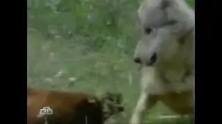 Wolver vs Wolves Fight for Kill