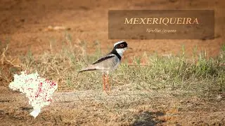 Mexeriqueira (Vanellus cayanus)