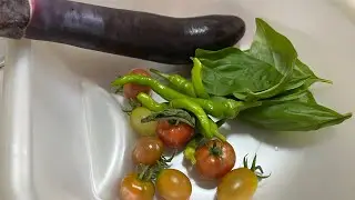 Mini Garden update and harvest