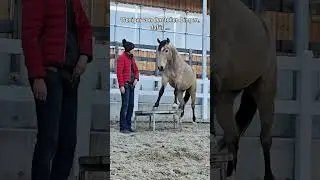 Was sollte ein Pferd mit 6 Jahren deiner Meinung nach schon alles k&ouml;nnen?