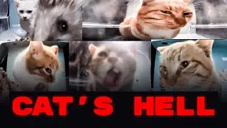 Бродячие кошки, покорившие Интернет