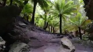 The sounds of takayna / Tarkine - Tasmania