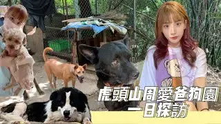 #妹徐頻道-虎頭山周愛爸狗園一日探訪 我被狗勾包圍了  !  狗園急徵求物資援助 Feat. @CTY亭語