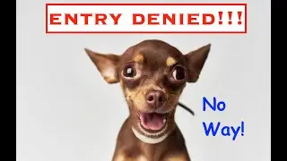 These Countries HATE Dogs!! Don't take your pooch!!