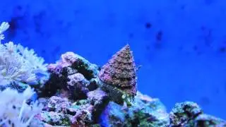 Le rocher de Stomias - 39