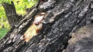 Shiitake fruiting on oak logs. Lentinula edodes