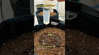 Week 1 - Amnesia Zkittlez🍭Gorilla Cookies🍪 / Autopot / Homegrow