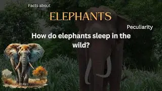 Elephant Fact 83 - How do elephants sleep in the wild?