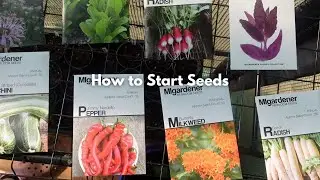 How to Successfully Start Seeds