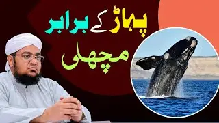Mountain-like fish  Allah Ki Shan E Takhleeq| by Mufti Muhammad Qasim Attari