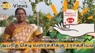 Maadi Thottam ✨AjinoMoto வேச்சி செடி வளர்ச்சி 100X அதிகரிகாலம்↗️  #gardentamil #garden #maadithottam
