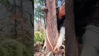 The process of harvesting rubber from rubber trees