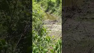 Blowing beaver dams! #hunting #beaverdamremoval #outdoors