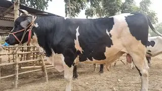 @আজ ১৬ জানুয়ারি ২৬ | রনি ভাইয়ের মাংসের গরুর কালেকশন | দিনাজপুর টু নোয়াখালী 
