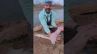 How to fillet an alligator gar, it's not hard.