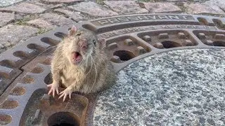 RATAS GIGANTES REALES Rata gorda que qued&oacute; atorada es rescatada por bomberos