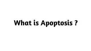 What is Apoptosis  ?