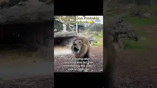 This Poor Lion Probably Has Zoochosis 😔 #sad