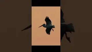 Chasing The Birds!