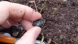 parasitic mushrooms infecting truffles