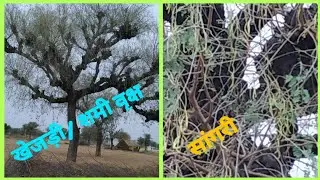 खेजड़ी#शमी#desert plant realstic view-a trip to spend time with Raj state tree/ desert tree sangri