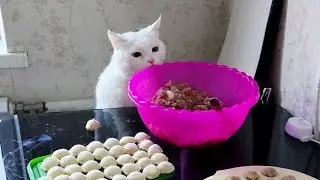 🥩Witness the Culinary Quest as Our Cat Hunts for Meat in Dough! 🐾🍖 Funny videos with a cat😸