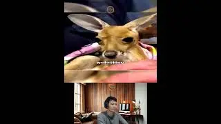 Amazing Animal Growth Journey #animals #funny #cute