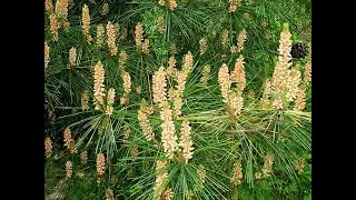 Garden Answer: Pinus Densiflora   Japanese Red Pine
