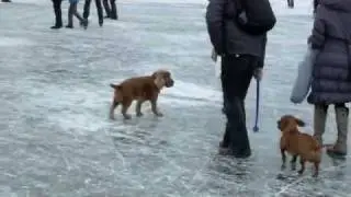 Alster-Eis-Vergn&uuml;gen auf der gefrorenen Alster