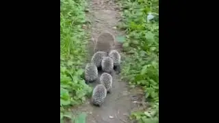 A Family Of Hedgehogs Walking Sweetly 🦔 #shorts #animals #eyelashes