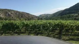 Tomisa&rsquo;s 40 year old pignoletto vineyard with the producer