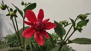 Winter season flower #flowers #selfcare #garden #nature 