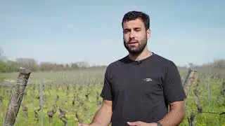 Thibaut Albert combine les techniques pour atteindre ses objectifs en viticulture biologique