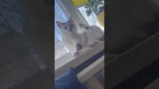 Расслабьтесь с милыми котиками. Видео с милыми котиками для расслабления и хорошего настроения. З...