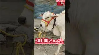 milk teeth Ongole Bulls || Ongole cattle || racing Bulls || Ongole bulls #highlights
