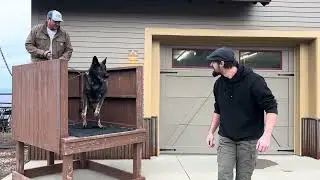 Personal Protection Dog | VPD-K9 Xxanto | Valor Protection Dogs 