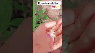 Rose translation 🎀🧿✨/white rose 🤍💙#@Crafter_zoya196