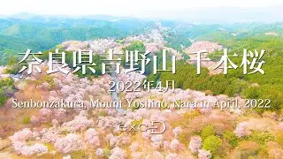 奈良県吉野山 千本桜 2022年4月 ドローン空撮 Drone Shooting in Cherry Blossoms of Mt Yoshino, Nara On April, 2022