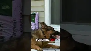 Can You Spot What&rsquo;s Wrong? #dog #shorts #cuteanimals #pets