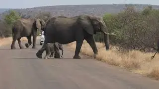 Baby Elephant Crossing Road
