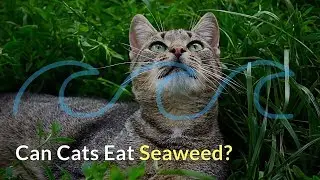 Can Cats Eat Seaweed | How Will Your Cat React to This Food
