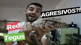 Tegus AGRESIVOS!? 😱😵 Salvator [Tupinambis]