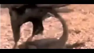 Eagle Vs Lizard
