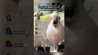 Рейтинг смешных клипов с попугаями | Последние глупые 😂