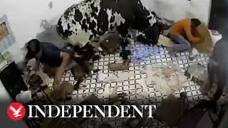 Bull crashes into house sending people flying
