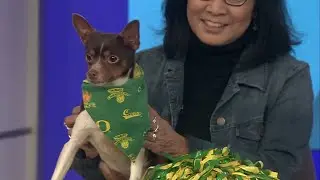 Pet Pals: Pepe shows duck pride on game day