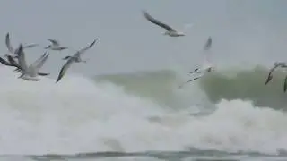 BURUNG PANTAI